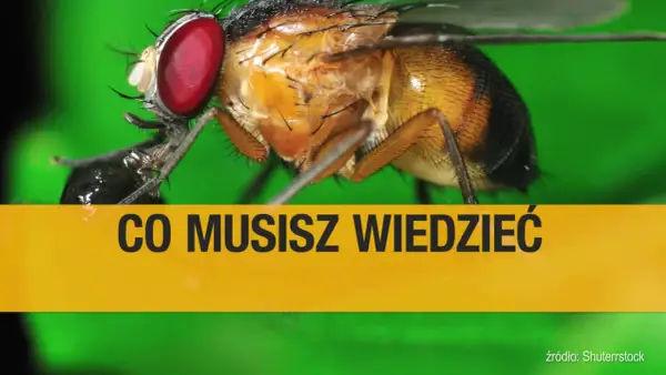 Zbliżenie na muszkę owocówkę. Dowiedz się, jak się pozbyć tych uciążliwych owadów.